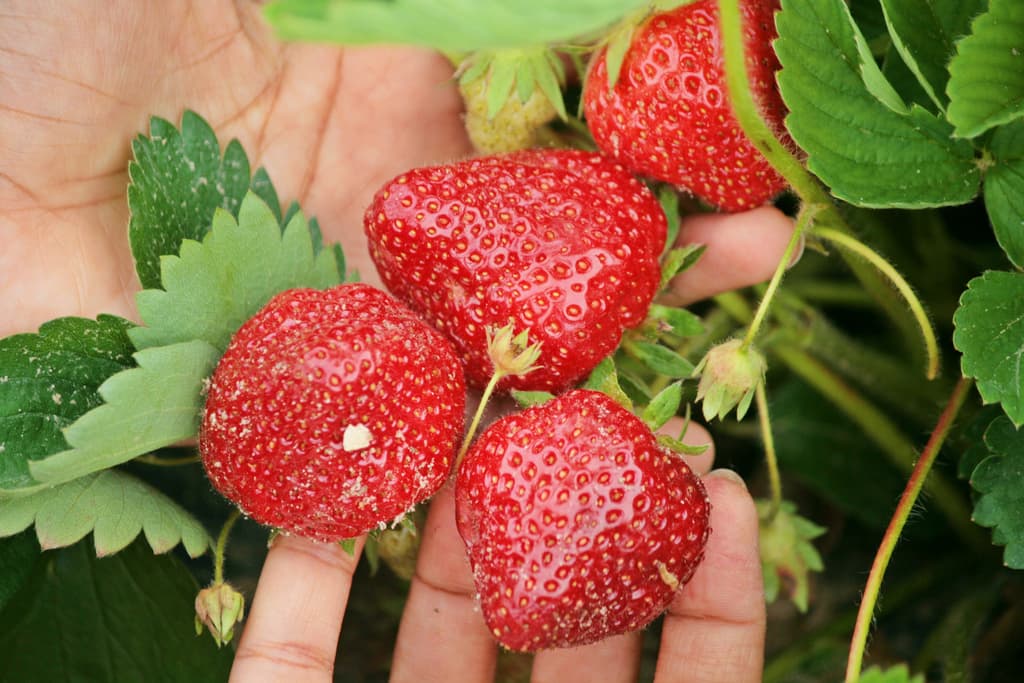 A hand picking a ripe strawberry at a pick-your-own farm.