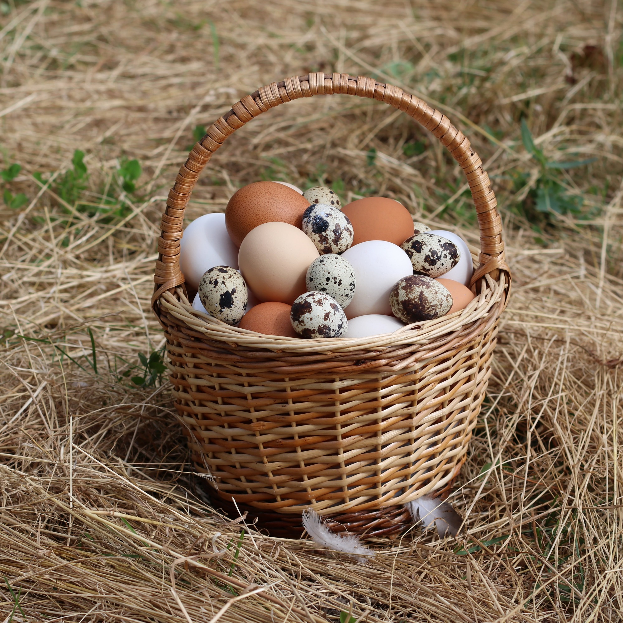 Chicken and quail eggs in a wicker basket on grass.