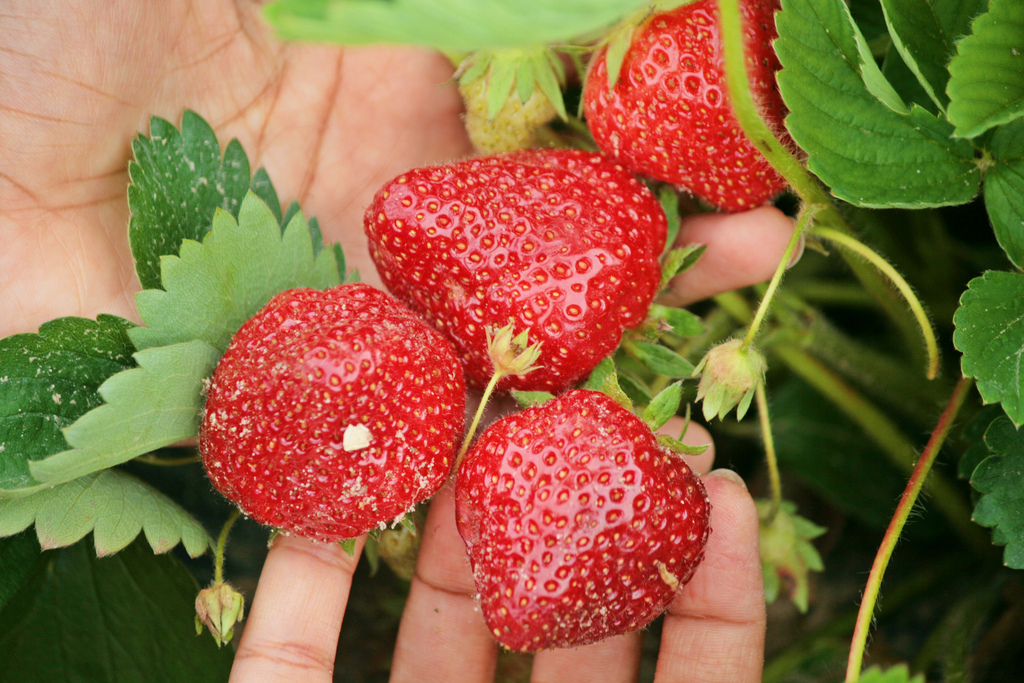 A hand picking a ripe strawberry at a pick-your-own farm.